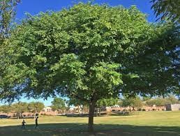 Gleditsia triacanthos 'Shademaster'