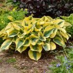 HOSTA 'Francee'/'Patriot'/'Autumn Frost'