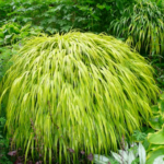Hakonechloa macra 'Aureola' (Golden Hakonechloa)