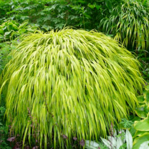 Hakonechloa macra 'Aureola' (Golden Hakonechloa)