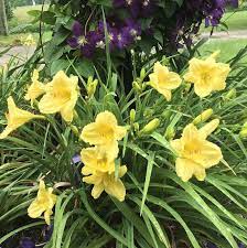 Hemerocallis 'Happy Returns'