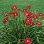 Hemerocallis 'Pardon Me'