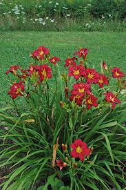 Hemerocallis 'Pardon Me'