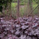 Heuchera 'Plum Pudding'
