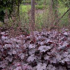 Heuchera 'Plum Pudding'