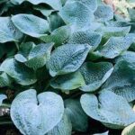 Hosta 'Blue Angel'
