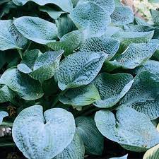 Hosta 'Blue Angel'