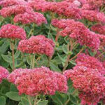 Hylotelephium spectabile 'Autumn Fire'