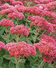 Hylotelephium spectabile 'Autumn Fire'
