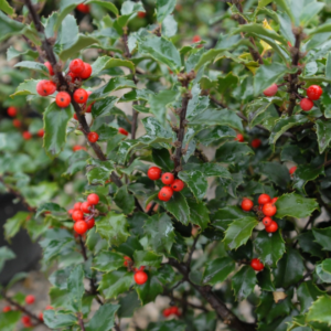 Ilex x meserveae (Blue Holly, Meserve Holly, Meserve Hybrid Holly)