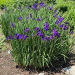 Iris 'Caesar's Brother'