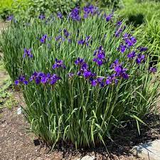 Iris 'Caesar's Brother'