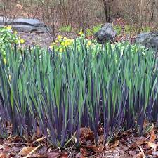 Iris versicolor 'Purple Flame'