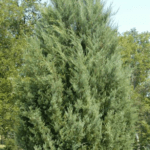 JUNIPERUS virginiana 'Burkii'_'Brodie'