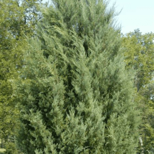 JUNIPERUS virginiana 'Burkii'_'Brodie'