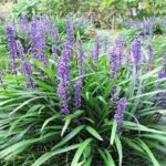 LIRIOPE muscari 'Big Blue'