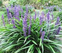 LIRIOPE muscari 'Big Blue'