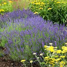 Lavandula angustifolia 'Hidcote'