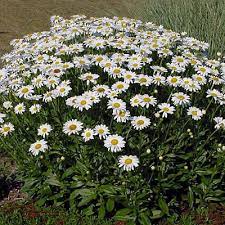 Leucanthemum × superbum 'Becky'