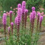 Liatris spicata 'Kobold'