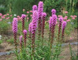 Liatris spicata 'Kobold'