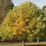 Liriodendron tulipifera