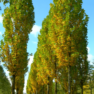 Liriodendron tulipifera 'Fastigiatum