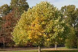 Liriodendron tulipifera