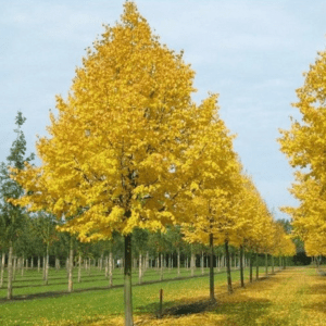 Littleleaf Linden