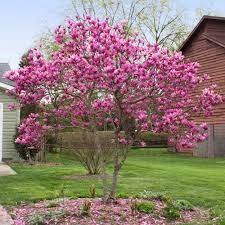 MAGNOLIA l. 'Jane'