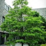 MAGNOLIA virginiana 'Moonglow'