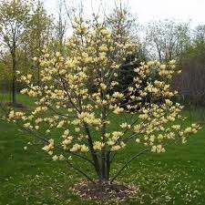 MAGNOLIA x 'Butterflies'