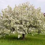 MALUS 'Donald Wyman'
