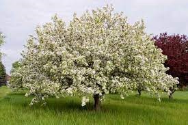 MALUS 'Donald Wyman'
