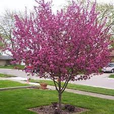 MALUS 'Purple Prince'