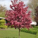 MALUS 'Royal Raindrops'