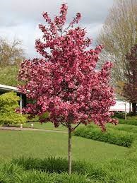 MALUS 'Royal Raindrops'