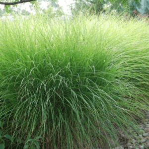 MISCANTHUS s, 'Gracillimis'