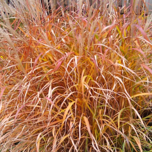 MISCANTHUS s, 'Purpescens'