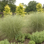 MISCANTHUS sinensis