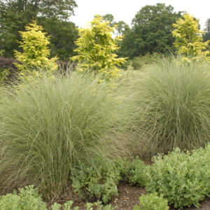 MISCANTHUS sinensis