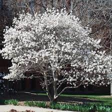 Magnolia stellata 'Royal Star'