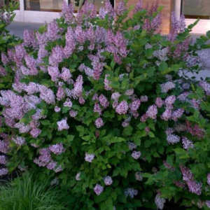 Miss Kim Manchurian Lilac Syringa