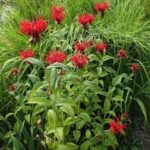Monarda didyma 'Jacob Kline'