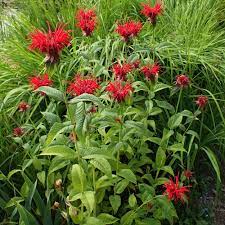 Monarda didyma 'Jacob Kline'