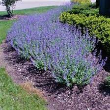 NEPETA 'Walker's Low'