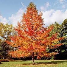 NYSSA sylvatica 'Green Gable'