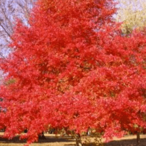 Nyssa Sylvatica ‘Red Splyndor’