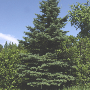 PICEA glauca