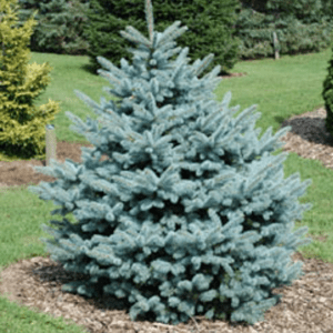PICEA pungens 'Fat Albert'